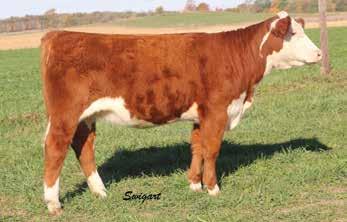 26 0.05 15 12 14 22 Different than most Full Throttle daughters, this one offers a lot of thickness, depth and softness in a moderate framed, easy keeping package.