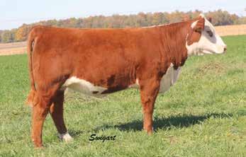 03 16 16 13 22 Edie is a dark red, feminine made daughter of Excalibur. Some of our oldest, most dependable cows are on the bottom side of her pedigree. Dam s WWR on 5 calves a cool 111.4%.