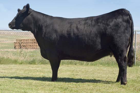 80 26.97 69.51 Many-time division winner as a show heifer. She s turned into excellent cow. Be sure to check out her heifer calf. Pictured as a two-year-old. Due 3-8 to Bushs Sure Deal 33.