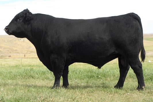 15 Owned with Bar S Ranch, Bell Key Angus, Bush Angus, Gamble Angus, JAC s Ranch, Majestic Meadows, Paulsen Angus, Traynham Ranch, Vin-Mar Cattle Co., and Winterbrook Cattle Co. 83.