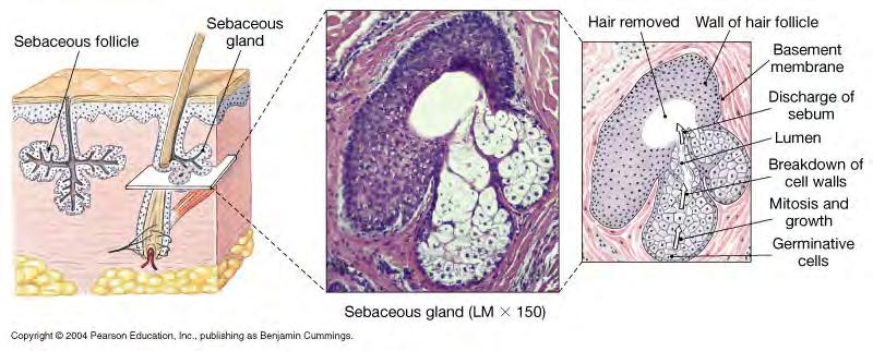 Integumentary Glands -All are exocrine glands (secrete product onto skin surface via a duct) 1.