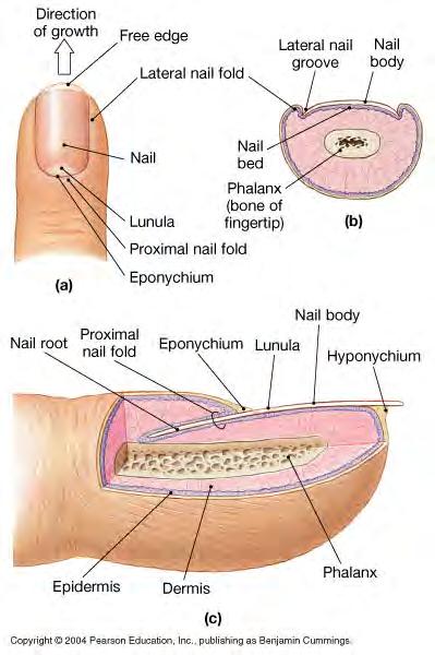 Nails -scale like projections on dorsal surface of distal digits -functions: protect tips from mechanical stress, assist gripping -consists of dead
