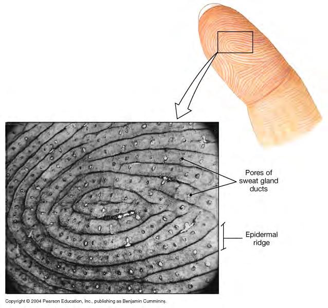 skin epidermal ridges show on the surface as fingerprints: function to