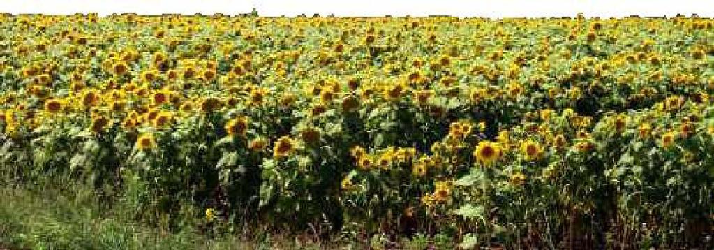 Q: What is Helianthus Annuus (Sunflower) Seed Oil? Helianthus Annuus (Sunflower) Seed Oil is a non-volatile oil expressed from sunflower seeds.
