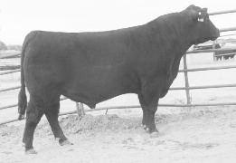 536P BT everelda entense 226f BCC Jaf upward 15X top selling bull in 2011 montana Performance Bull Coop Sale. long body, thick made, clean fronted performance bull.