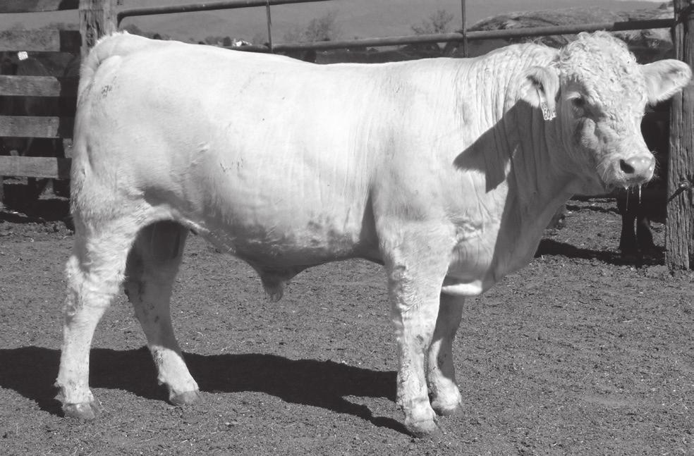 One Penny Blanco Flash 6424 - Sire of Lots 24-26 26 C 2 Flash 6014 Calved: 8/18/2016 Bull: Pending Tattoo: 6014 HCR FLASH 5074 POLLED HCR EXODUS 9033 POLLED ONE PENNY BLANCO FLASH 6424 MISS HCR MAC