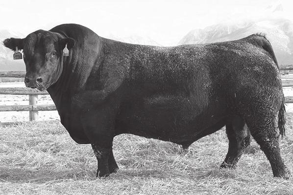 Additional Reference Sires Coleman Charlo 0256 Ref.