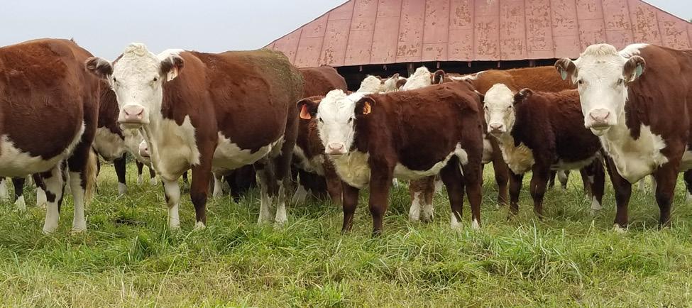 75+ Commercial Females - Pairs, Bred Cows and Heifers 20 Bred Spring Calving Hereford Cows and Polled Hereford Herd Bull from Sam Fox 10 Open Hereford Heifers from Sam Fox Sam Fox Hereford