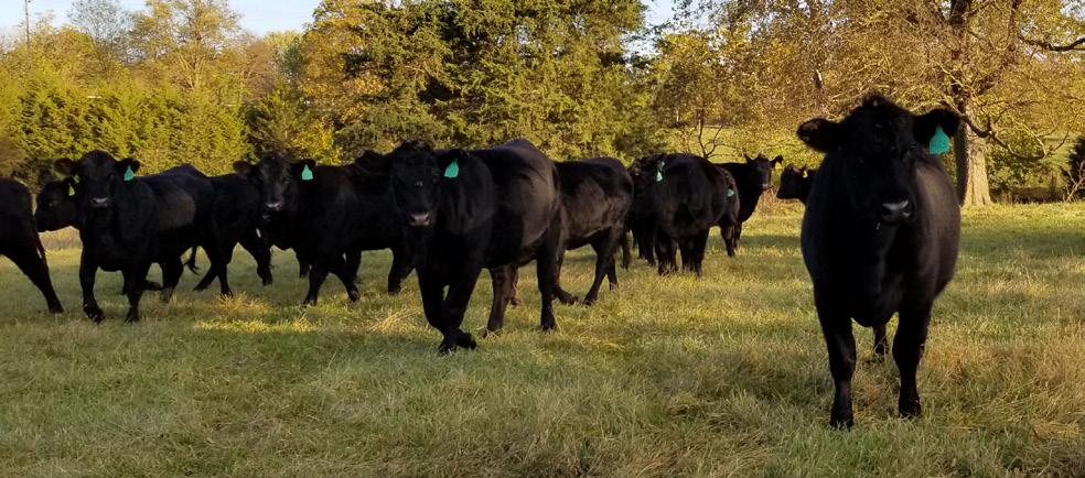Black and BWF heifers AI ed on 5/18/17 to calving ease SimAngus bull HPF Optimizer A512 or W/C Rapid Fire 2101C. PE 6/2/17 to 8/3/17 to HFCC Yankee 642 (Reg. PB90642).
