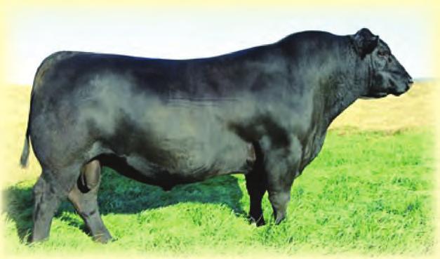 AV Priority 7283 Reg #: 15688351 We have mainly used him on the 1st calf heifers with tremendous success.