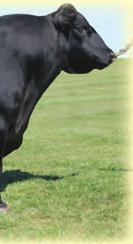 Calving ease superiority The calves come light and fast off the ground Easy fleshing, muscular and neat fronted.