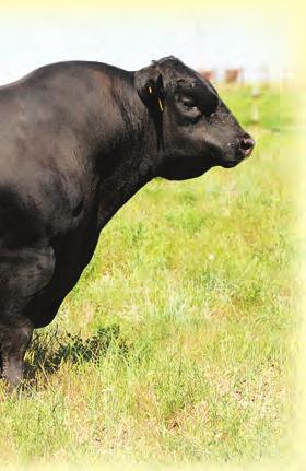 66 95 80 35 50 60 55 50 10 13/98 Out of a 16 year old cow that just keeps on producing - Longevity pays. Has a lot more performance than his EPD s indicate due to Dams age.