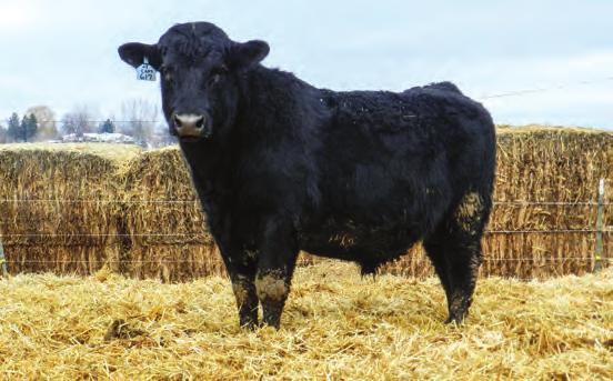 Breeding season is defined as the 90-day period following the first turnout of the bulls.