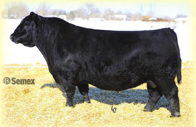 Vision Unanimous 1418 Reg #: 16992096 ires long body, muscular big bodied cattle Top end performance BW +2.9 +77 YW +131 MILK +18 CW +65 MARB +.64 REA +.33 FAT +.020 $W +67.24 $F +108.46 $G +27.