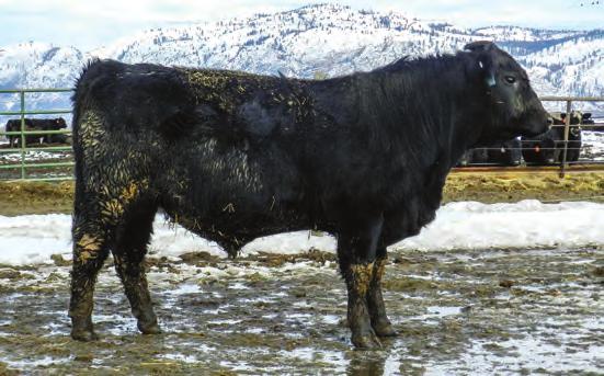 1083 VIION EDELLA 337 # LEAD ON UNNY OKANOGAN MAGGIE 6048 CED BW YW Milk $W $F $B Big soggy, soft made bull that really has a lot of pounds. Will have a lot of friends on ale Day.
