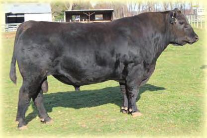 FOREVER 8 # LEADTIME Purchased at Midland Bull Test and has quietly sired some very nice calves in the Bull pen.