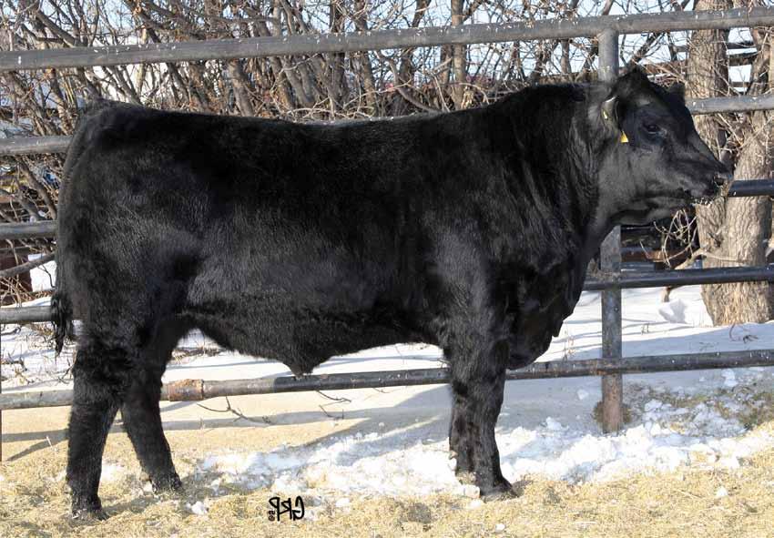 Old Post Herdsire LLB 878Z 2 LLB OLD POST 878Z 3A 2 Gender Male Tattoo LLB 878Z Reg# 1687642 DOB January 01 2012 DOUBLE AA BLACKMAN 252 96 DOUBLE AA OLD POST BANDOLIER DOUBLE AA ANNIE K 548 99 S A V