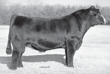9 If you want to be competitive here is a heifer you need to look at Tootles is a female that has the muscle, dimension, and substance that you need and puts it all together in an eye appealing
