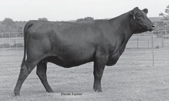 0 Another fancy halfblood checked safe to the ever popular Angus, low birth weight sire, SAV Final Answer.