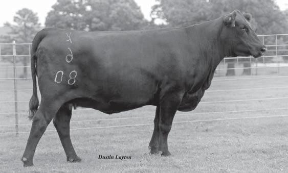 ROCKIN PURSUIT 138D BBB INTREPID SS BLACK PEARL HHSF JUANA REDD 3.3 29.7 49.6 0.1 14.9-3.2 0.08 0.09 0.00-0.30 72.2 46.9 Purebred of club calf MamaJama is the female for you.