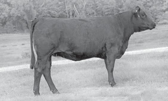 Spring Breds GW LUCKY DI 187H JJ FULLDECK S6 K&P MISS BLACK JOKER Super fancy cow prospect here.