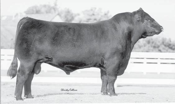 How many chances will you have to buy these time honored genetics? XTS P Quarta, does that sound familiar? Yes, a fi ve-year-old ET cow out of the late STF E Quarta.