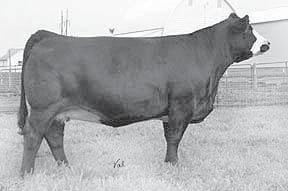 4 60.5 Lot 2A Footnote for Lots 2A - 2E What a tremendous set of Simm Plus females that really headline and exemplify what Simm Plus is all about. Moderate, effi cient, sound, deep beef machines.