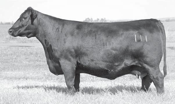 Embryos and Pregnancies 4A Erroline 111 x Steel Force 3 Embryos Guaranteeing 1 Pregnancy Consignor: ETR Cattle Company CNS DM ON L186 SVF STEEL FOR S701 SVF SHEZA BEAUTY L901 LEACHMAN SAUGAHATCHEE B