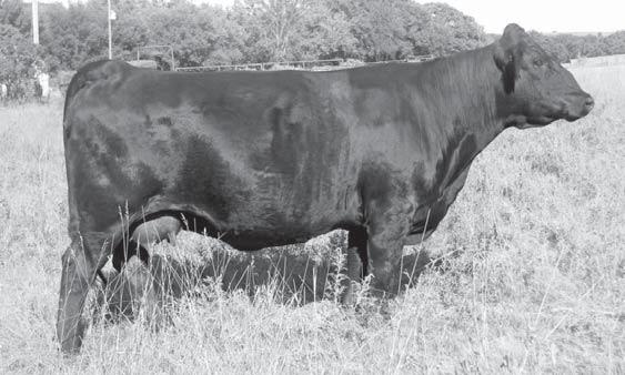 Embryos and Pregnancies SS Golden Breath P283 11 Golden Breath P283 x Wheatland Bull 131L Pregnancy Due: 10/15/2009 Consignor: ETR Cattle Company NICHOLS BLK DESNY D12 WHEATLAND BULL 131L WHEATLAND