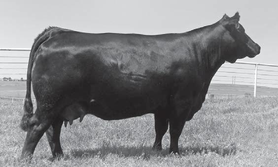 05 103 62 P283 was the high selling open heifer int he 2004 Head of the Class sale, where she was the Lot 1 pick of three exceptional fl ush mates out of the Triple Crown Winner, Breathtaker, and