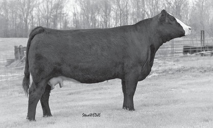 Teddy (131L) is the two-time Reserve National Canadian Bull and his progeny have excelled in the show ring and sale ring.