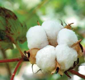 TURKEY Country to be global brand in organic cotton production Turkey is gaining more and more awareness regarding organic cotton production, and would soon become a global brand in the production of