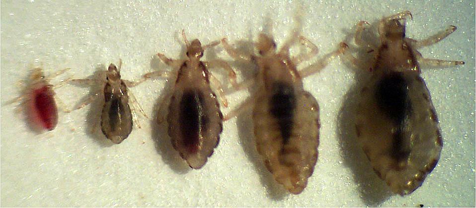 Growing The louse can vary in