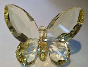 Product Name Butterfly, Jonquil