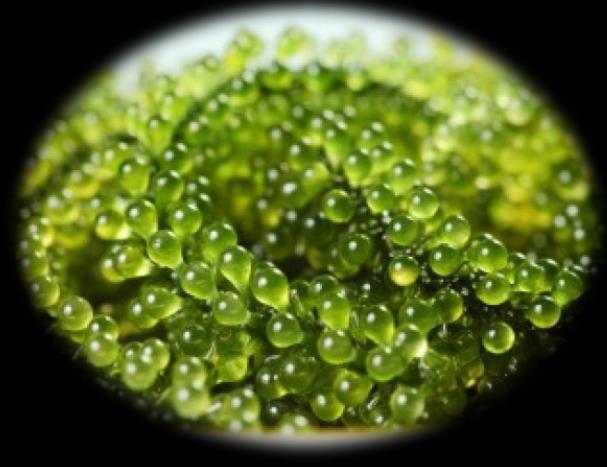 GREEN CAVIAR OIL What is it?