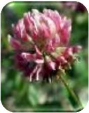 Capixyl : Unique anti hair loss combination Biochanin A extracted from Red clover Biochanin A is a powerful isoflavone Red clover (Trifolium pretense) was traditionally used to treat asthma, cancer