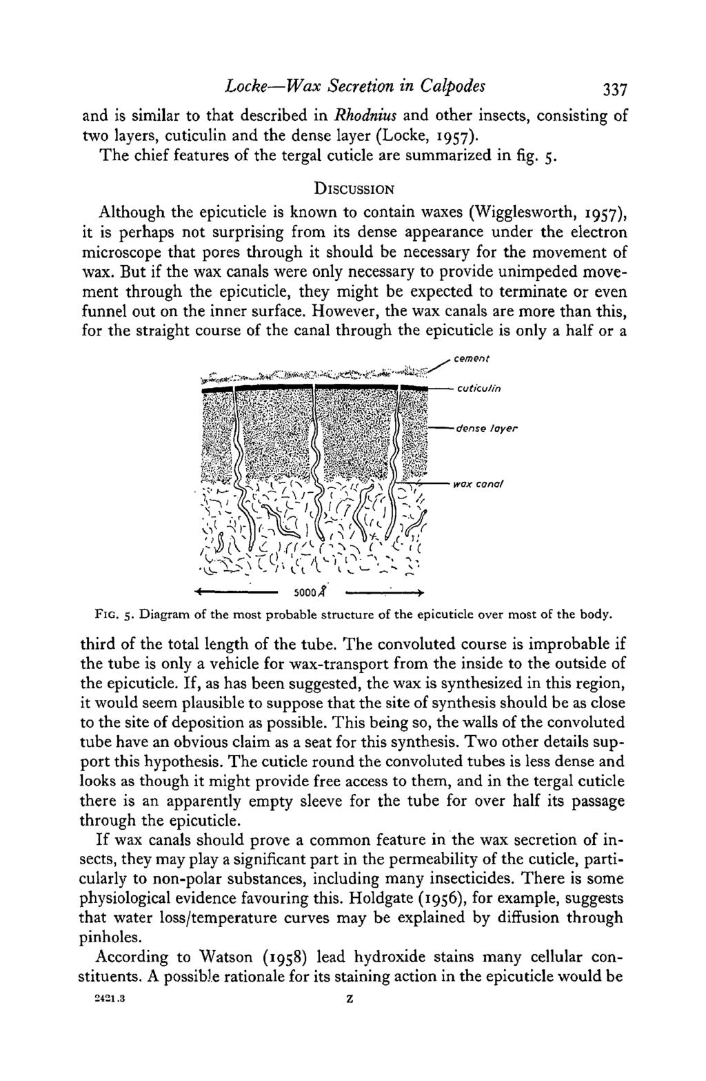 Locke Wax Secretion in Calpodes 337 and is similar to that described in Rhodnius and other insects, consisting of two layers, cuticulin and the dense layer (Locke, 1957).