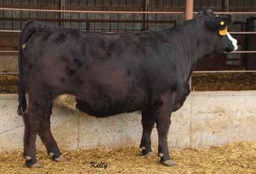 X184, AI Sire If you like numbers, this female has it all. Her dam is a T29 daughter that has been very good. This Answer female has the look that will put money in the bank. Due to New Direction.