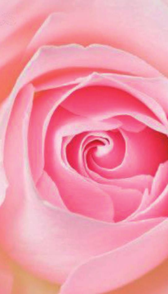 NFW Rose CF Natural Rose Flower Wax - Candelilla-Free grade INCI : Rosa Centifolia Flower Extract, Rosa Damascena Flower Wax, Cera Alba CAS No.