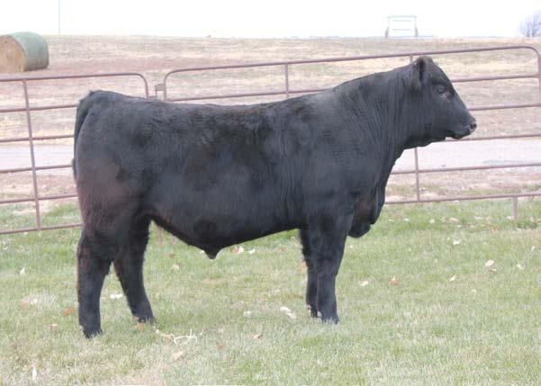 2 332A-Black, Double Polled son of 43T and our donor cow 4153P. Here is a rare opportunity to buy a full brother to Top Gun 292Y who has quite a few calves in the offering.