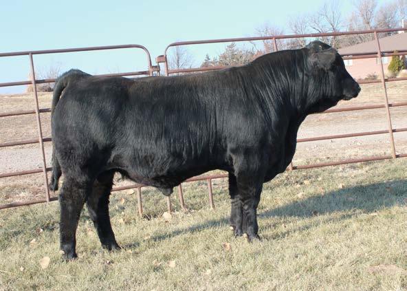 2 53A-Black, Double Polled son of TC Gridiron 782, and backed by a very maternal and fertile Gunnison daughter. His dam has always calved in the month of January, which is rather impressive.