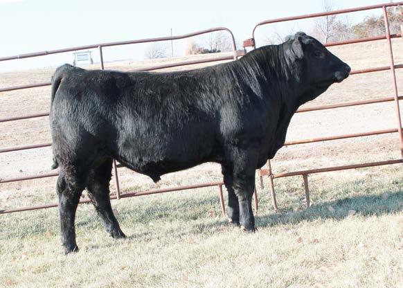8 79A- Homozygous Black. Another son of Final Countdown 59Y. 79A offers a tremendous look, being level made and square. He s also powerful as he weaned of the cow at 738 pounds.