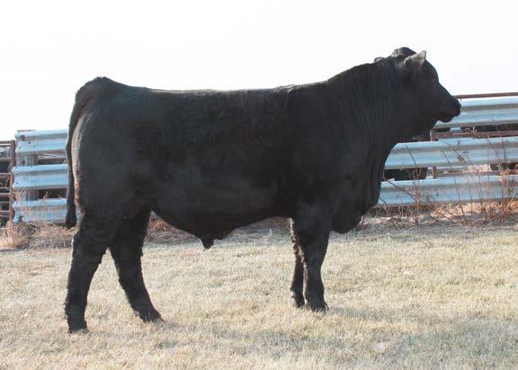 4 93A- Homozygous Black, Double Polled son of 43T and out of an impressive In Focus second calf heifer.