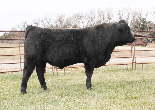 Here is a moderate framed, powerfully constructed son of Top Gun 292Y that is bold ribbed and attractive. He is also backed by a good 1407 daughter and a 715 pound weaning weight.
