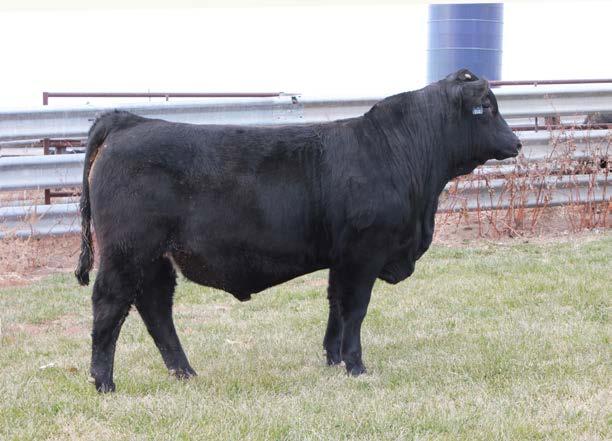 1 90A- Homozygous Black, Double Polled son of TNTF Darkhorse. 90A is an extremely powerful and growthy calf that is long bodied and heavy muscled. He also hit the scales at weaning at 786 pounds.