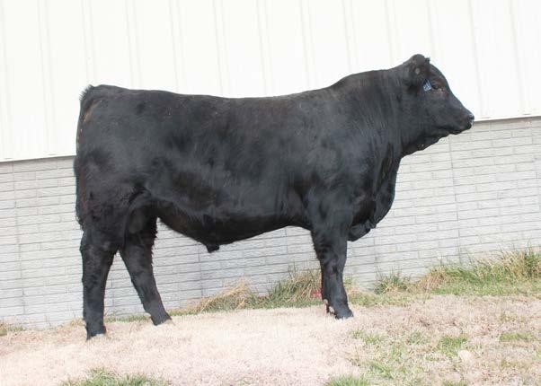 8 147A- Homozygous Black. 147A is a sound structured son of the popular Good Night 715T and a powerful T510 daughter.