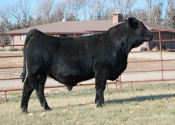 2 195A-Homozygous Black, Double Polled son of TC Gridiron 782 and out of a powerful Sleepy daughter. 195A weaned off the cow at 714 pounds.