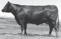 True calving ease, will really shorten gestation length. Dam has sold over $150,000 worth of progeny to date. Extremely wide and structurely correct. Unlimited genetic potential.