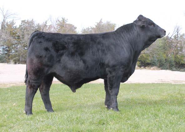 6 23A- Double Black, Homozygous Polled, here is another embryo calf out of HYEK Black Impact and the Tsunami donor cow.