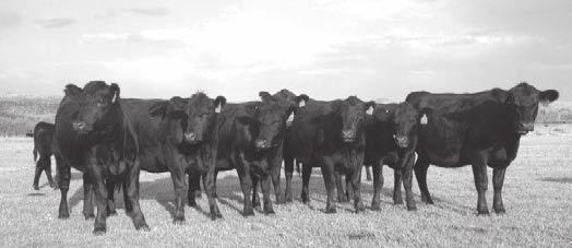 47 Commercial Angus XH COMMERCIAL ANGUS 2591S AAA commercial - Tattoo 2591S - 3/29/11 M R Bill 6288S Leachman Right Time 338-5605 M R Lady 9294 # XH BILL 5101S MR